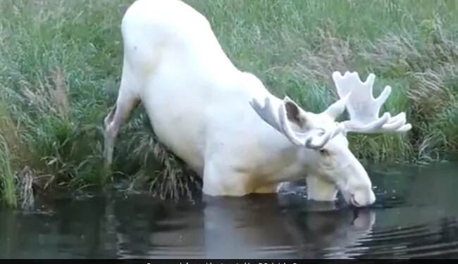 Viral Video Of Rare White Moose Spotted Taking A Dip In A Pond In Sweden – तालाब में डुबकी लगाते दिखा दुर्लभ सफेद हिरण, अद्भुत नज़ारा देख हैरान हुए लोग, कहा