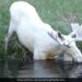 Viral Video Of Rare White Moose Spotted Taking A Dip In A Pond In Sweden – तालाब में डुबकी लगाते दिखा दुर्लभ सफेद हिरण, अद्भुत नज़ारा देख हैरान हुए लोग, कहा