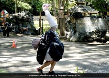 Man Was Running As Dresses Up As Ostrich In Thailand Zoo Reason Will Surprised You