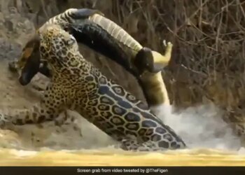 Jaguar Attacks Crocodile Swimming In Water Internet Says What A Power Watch Shocking Viral Video