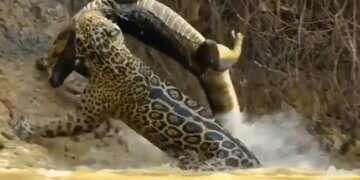 Jaguar Attacks Crocodile Swimming In Water Internet Says What A Power Watch Shocking Viral Video