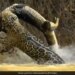 Jaguar Attacks Crocodile Swimming In Water Internet Says What A Power Watch Shocking Viral Video