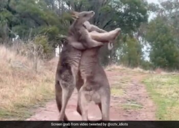 WWE Fight Between Kangaroos Then One Picked Up The Other And Threw It In The Air And Then This Happened Viral Video