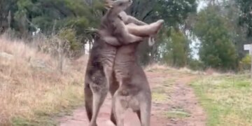 WWE Fight Between Kangaroos Then One Picked Up The Other And Threw It In The Air And Then This Happened Viral Video
