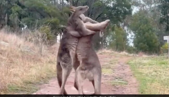 WWE Fight Between Kangaroos Then One Picked Up The Other And Threw It In The Air And Then This Happened Viral Video