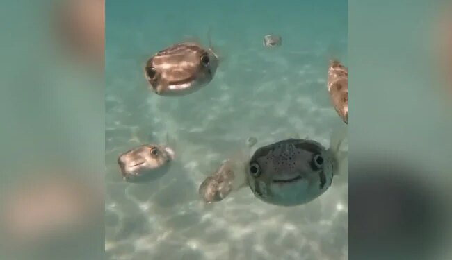 गहरे समुद्र में दिखीं इंसानों की तरह मुस्कुराती मछलियां! नेटिजंस ने कहा 'हैप्पी फेस'