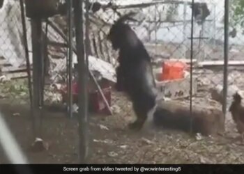 Goat Walking Like Human On Two Legs Internet Surprised To See It Watch Viral Video