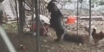 Goat Walking Like Human On Two Legs Internet Surprised To See It Watch Viral Video