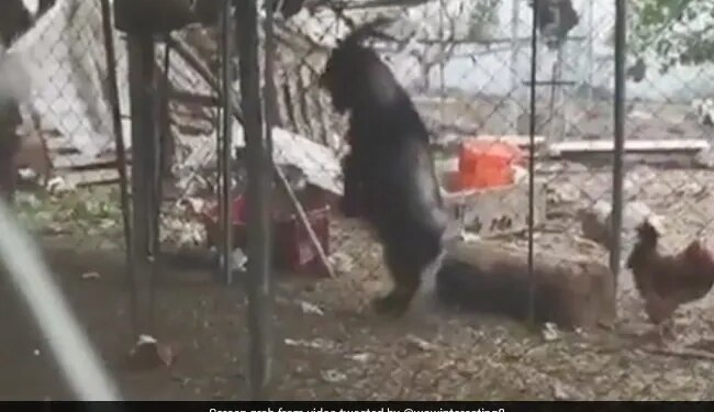 Goat Walking Like Human On Two Legs Internet Surprised To See It Watch Viral Video