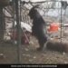 Goat Walking Like Human On Two Legs Internet Surprised To See It Watch Viral Video