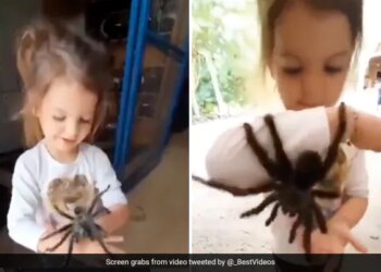 Little Girl Playing With Giant Spiders Internet Is Terrified To See Shocking Video
