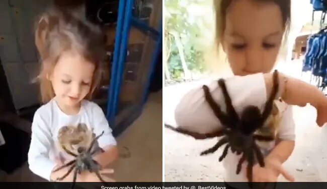Little Girl Playing With Giant Spiders Internet Is Terrified To See Shocking Video
