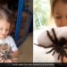 Little Girl Playing With Giant Spiders Internet Is Terrified To See Shocking Video