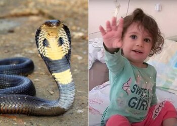 2 साल की बच्ची को सांप ने काटा, बच्ची ने पलटकर उसे भी काट लिया, जिससे सांप मर गया