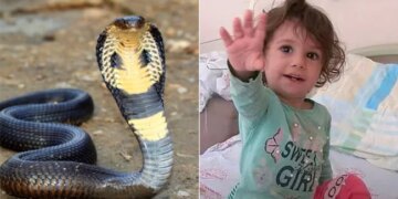 2 साल की बच्ची को सांप ने काटा, बच्ची ने पलटकर उसे भी काट लिया, जिससे सांप मर गया