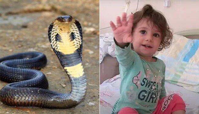 2 साल की बच्ची को सांप ने काटा, बच्ची ने पलटकर उसे भी काट लिया, जिससे सांप मर गया