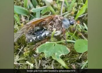 Have You Ever Seen A Zombie Bug Not Alive Not Even Dead Viral Video Will Blow Your Mind