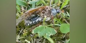 Have You Ever Seen A Zombie Bug Not Alive Not Even Dead Viral Video Will Blow Your Mind