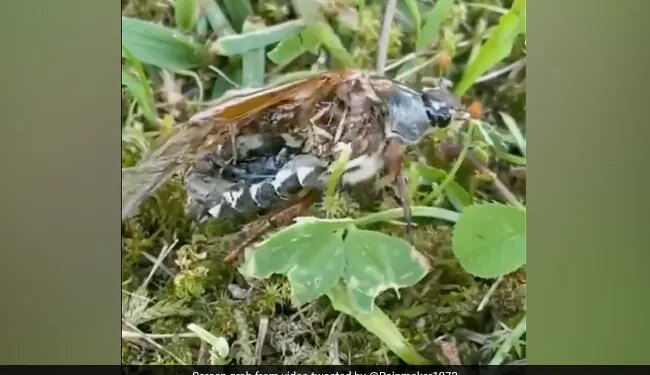 Have You Ever Seen A Zombie Bug Not Alive Not Even Dead Viral Video Will Blow Your Mind