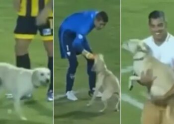 Video Of Dog Running In Football Field Goes Viral On Social Media | Dog Viral Video | Doggy Showed Such A Feat In The Football