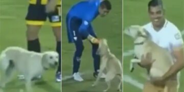 Video Of Dog Running In Football Field Goes Viral On Social Media | Dog Viral Video | Doggy Showed Such A Feat In The Football