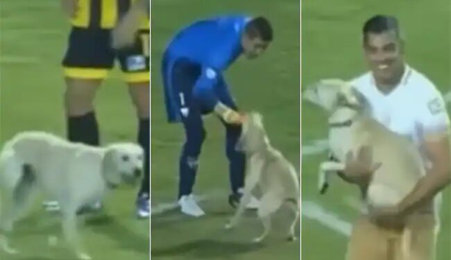 Video Of Dog Running In Football Field Goes Viral On Social Media | Dog Viral Video | Doggy Showed Such A Feat In The Football