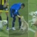 Video Of Dog Running In Football Field Goes Viral On Social Media | Dog Viral Video | Doggy Showed Such A Feat In The Football