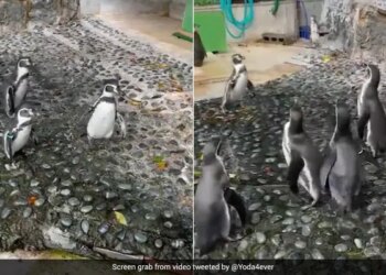 Penguins Chasing A Butterfly Is The Cutest Thing On Internet Watch Viral Video