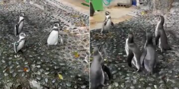 Penguins Chasing A Butterfly Is The Cutest Thing On Internet Watch Viral Video