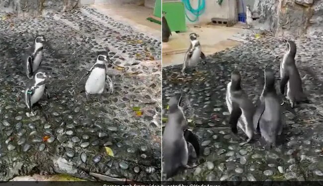Penguins Chasing A Butterfly Is The Cutest Thing On Internet Watch Viral Video
