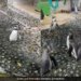 Penguins Chasing A Butterfly Is The Cutest Thing On Internet Watch Viral Video