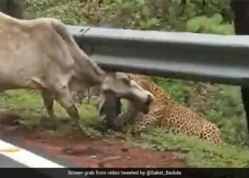 Leopard Attack On Cow Grabbed The Neck In Jaw Cow Kept Trying To Rescue Then What Happened Next See Shocking Viral Video