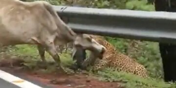 Leopard Attack On Cow Grabbed The Neck In Jaw Cow Kept Trying To Rescue Then What Happened Next See Shocking Viral Video