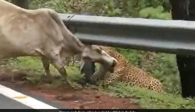 Leopard Attack On Cow Grabbed The Neck In Jaw Cow Kept Trying To Rescue Then What Happened Next See Shocking Viral Video