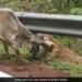 Leopard Attack On Cow Grabbed The Neck In Jaw Cow Kept Trying To Rescue Then What Happened Next See Shocking Viral Video