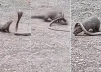 King Cobra Vs Mongoose: Fight Between King Cobra And Mongoose