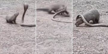 King Cobra Vs Mongoose: Fight Between King Cobra And Mongoose
