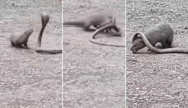 King Cobra Vs Mongoose: Fight Between King Cobra And Mongoose