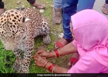 Woman Ties Rakhi To Injured Leopard In Rajasthan Wins Hearts Pic Goes Viral – बीमार तेंदुए को महिला ने बांधी राखी, वायरल हुई तस्वीर, लोग ने कहा