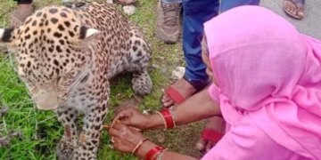 Woman Ties Rakhi To Injured Leopard In Rajasthan Wins Hearts Pic Goes Viral – बीमार तेंदुए को महिला ने बांधी राखी, वायरल हुई तस्वीर, लोग ने कहा