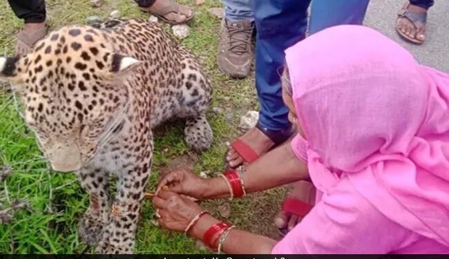 Woman Ties Rakhi To Injured Leopard In Rajasthan Wins Hearts Pic Goes Viral – बीमार तेंदुए को महिला ने बांधी राखी, वायरल हुई तस्वीर, लोग ने कहा