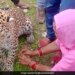Woman Ties Rakhi To Injured Leopard In Rajasthan Wins Hearts Pic Goes Viral – बीमार तेंदुए को महिला ने बांधी राखी, वायरल हुई तस्वीर, लोग ने कहा
