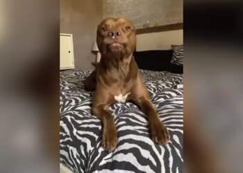 Pitbull Made Such Weird Face Internet Shocked After Watching This Funny Viral Video