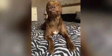 Pitbull Made Such Weird Face Internet Shocked After Watching This Funny Viral Video