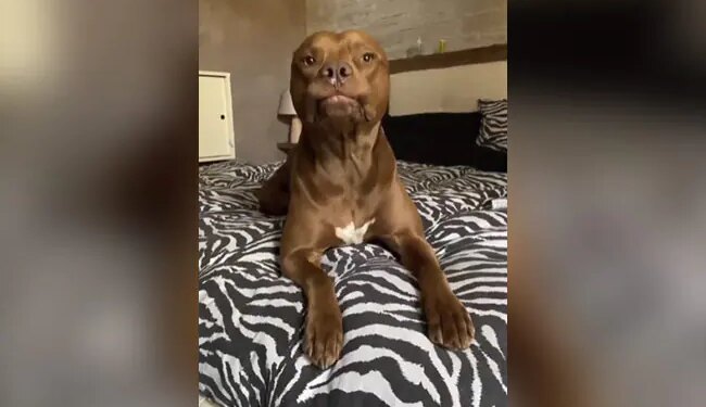 Pitbull Made Such Weird Face Internet Shocked After Watching This Funny Viral Video