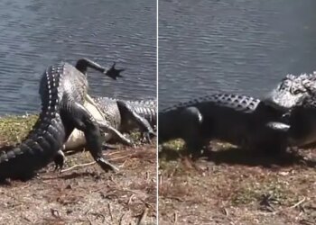 Viral Video Of Two Dangerous Crocodile Fights | Crocodiles Engaged In Brutal Battle Keep