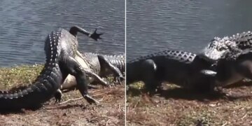Viral Video Of Two Dangerous Crocodile Fights | Crocodiles Engaged In Brutal Battle Keep