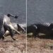 Viral Video Of Two Dangerous Crocodile Fights | Crocodiles Engaged In Brutal Battle Keep