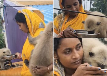 Baboon Viral Video: Video Of This Woman Taking Care Of Monkeys Like Her Own Child Is Going Viral On Social Media