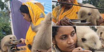 Baboon Viral Video: Video Of This Woman Taking Care Of Monkeys Like Her Own Child Is Going Viral On Social Media